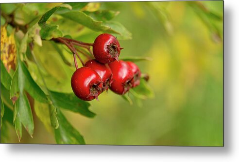 Bunch Metal Print featuring the photograph Bunch of Hawthorn berries by Elena Perelman