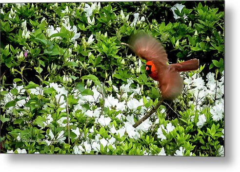 Bird Metal Print featuring the photograph Cardinal with wings spread by Ed Stines