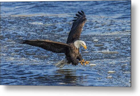 Ld14 Eagles Dam Lock Iowa Illinois Mississippi River Bald Eagle Ice Metal Print featuring the photograph Catching Lunch by E Mac MacKay