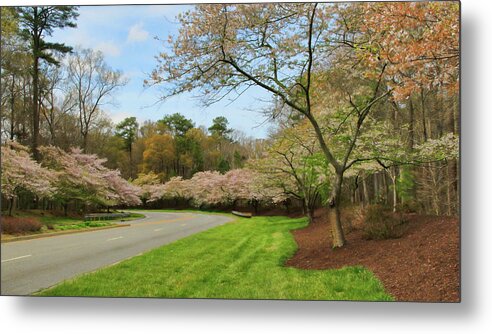 Cherry Tree Metal Print featuring the photograph Cherry Blossom Boulevard by Ola Allen