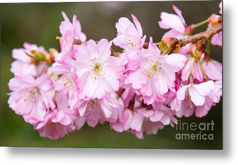 Victoria Park Metal Print featuring the photograph Cherry blossom by Colin Rayner