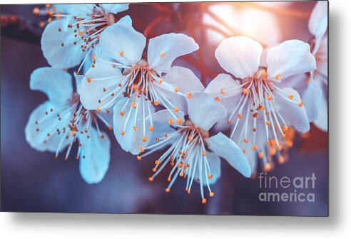 April Metal Print featuring the photograph Cherry tree blooming by Anna Om