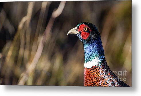 Portrait Cock Pheasant Metal Print featuring the photograph Cock Pheasant in Fall by Torbjorn Swenelius