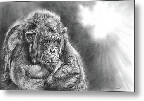 Chimpanzee Metal Print featuring the drawing Comfortably Numb by Peter Williams