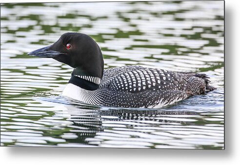 Sam Amato Photography Metal Print featuring the photograph Common Loon by Sam Amato