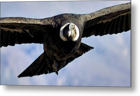 South America Metal Print featuring the photograph Condor Eye by Kent Nancollas