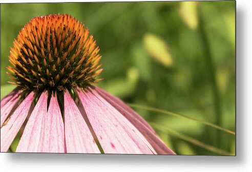 Wildflower Metal Print featuring the photograph Coneflower by Holly Ross
