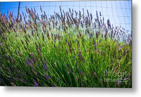 Flowers Metal Print featuring the photograph Country Lavender II by Shari Warren