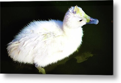 Cygnet Metal Print featuring the photograph Cygnet by Cynthia Guinn