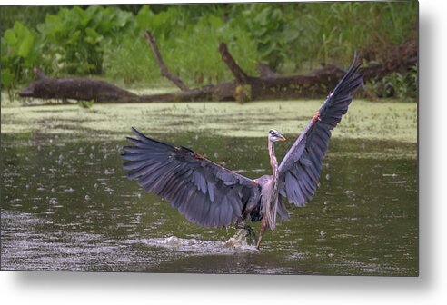Great Blue Heron Metal Print featuring the photograph Dancing in the Rain by Susan Rissi Tregoning