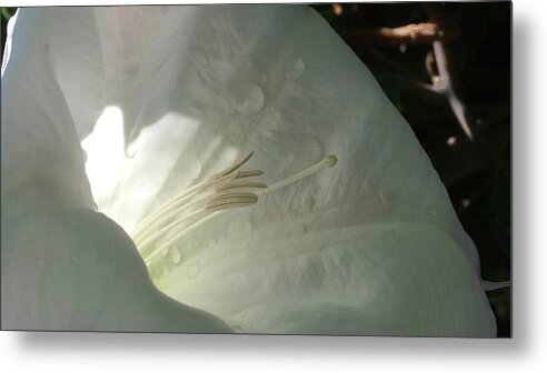  Metal Print featuring the photograph Datura 1 by Judy Pearson