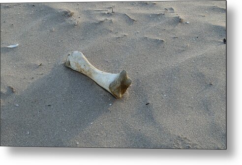 Animal Metal Print featuring the photograph Desolation by Adrian Wale