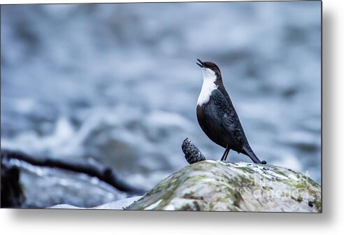 Dipper's Call Metal Print featuring the photograph Dipper's Call by Torbjorn Swenelius