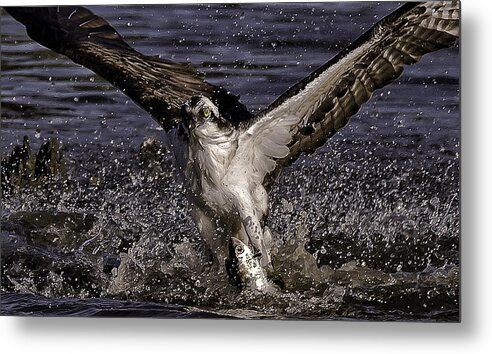 Osprey Metal Print featuring the photograph Diving Catch by Joe Granita