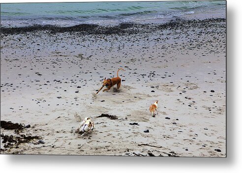 Dog Days Of Summer Metal Print featuring the photograph Dog Days Of Summer by Viktor Savchenko