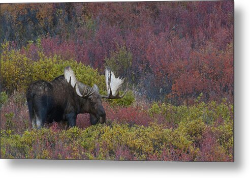 Alaska Yukon Bull Moose Metal Print featuring the photograph Dominant Alaska Yukon Bull Moose by David Drew