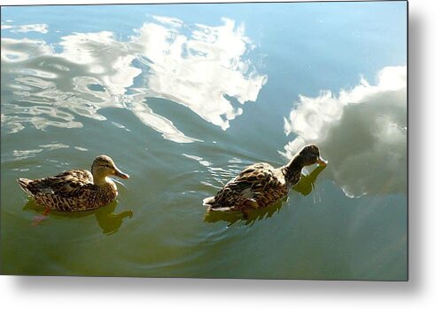 Duck Metal Print featuring the photograph Ducks Sipping the Sky by 'REA' Gallery