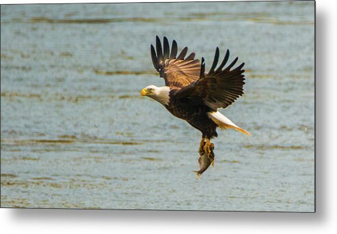 11 November 2016 Metal Print featuring the photograph Eagle Departing with Prize Close-Up by Jeff at JSJ Photography