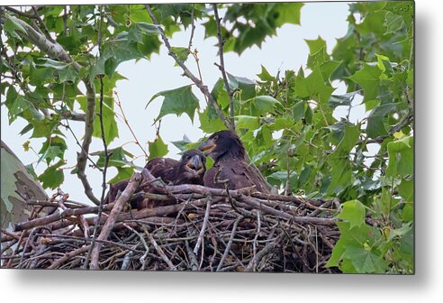 Bald Eagle Metal Print featuring the photograph Eaglets Day Off by Susan Rissi Tregoning
