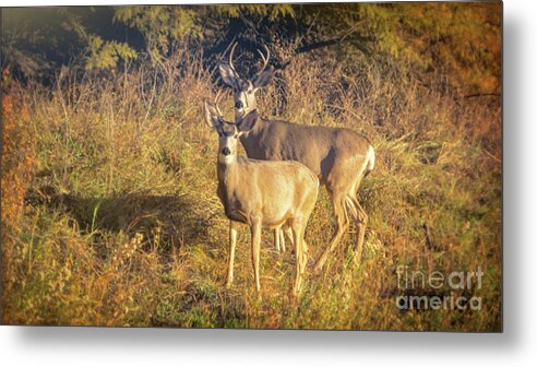 Deer Metal Print featuring the photograph Early Morning Antlers by Janice Pariza