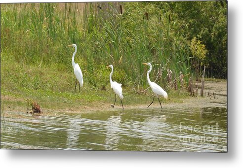 Egret Family 2 Metal Print featuring the photograph Egret Family 2 by Maria Urso