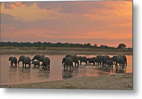 Africa Metal Print featuring the photograph Elephants at dusk by Johan Elzenga