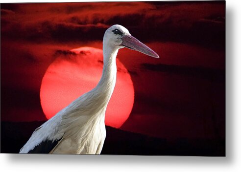 Stork Metal Print featuring the photograph Evening stork by Cliff Norton