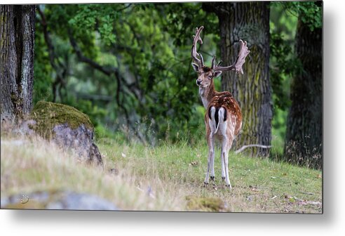 Fallow Deer Metal Print featuring the photograph Fallow deer by Torbjorn Swenelius