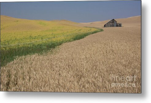 Barn Metal Print featuring the photograph Field of Plenty by John Greco