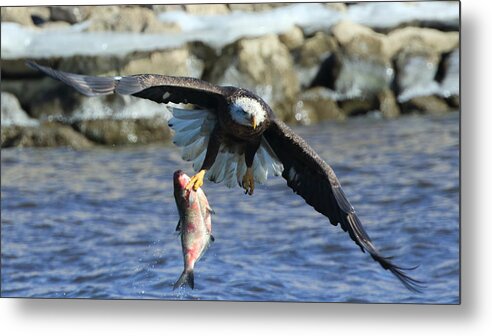 Bald Eagle Metal Print featuring the photograph Fish in hand by Coby Cooper