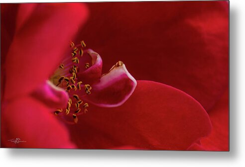 Rosa 'flammentanz' Metal Print featuring the photograph Flammentanz by Torbjorn Swenelius