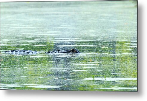 Alligator Metal Print featuring the photograph Floating Alligator by Travis Rogers