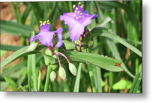 Purple Metal Print featuring the photograph Flowers and Raindrops by Cathy Harper