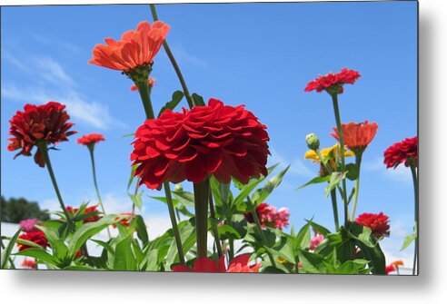 Garden Metal Print featuring the photograph Flowers in the Blue by Jeanette Oberholtzer