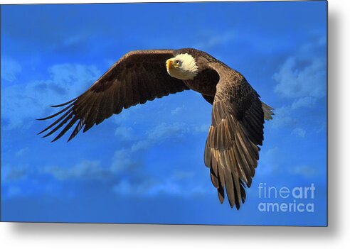 Eagle Metal Print featuring the photograph Flying Eagle by Geraldine DeBoer
