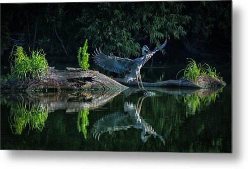 Harris Neck Metal Print featuring the photograph Flying Leap by Ray Silva