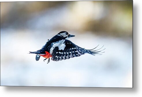 Flying Woodpecker Metal Print featuring the photograph Flying Woodpecker by Torbjorn Swenelius