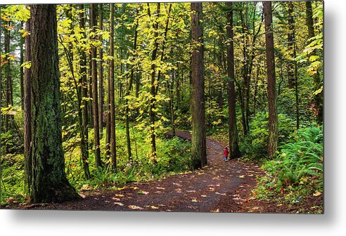 Trees Metal Print featuring the photograph Forest Pathway by John Christopher