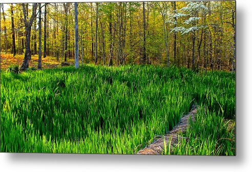 Green Metal Print featuring the photograph Frog Refuge by Carolyn Wright