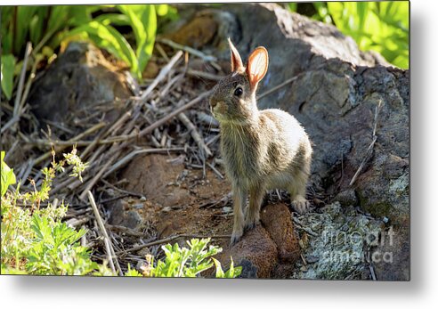 Bunny Metal Print featuring the photograph Funny Bunny by Sam Rino