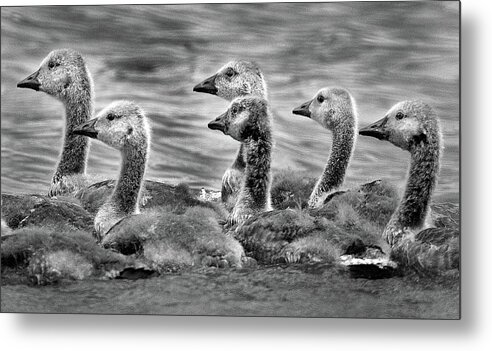 Geese Metal Print featuring the photograph Gaggle of Goslings by Jamieson Brown