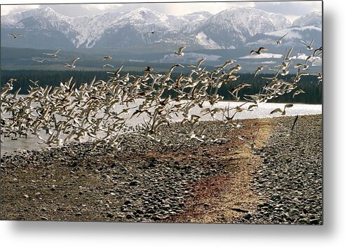 Herring Metal Print featuring the photograph Gift From The Sea by Alicia Kent