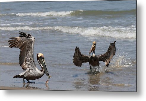Wild Metal Print featuring the photograph Gimme that fish by Christy Pooschke