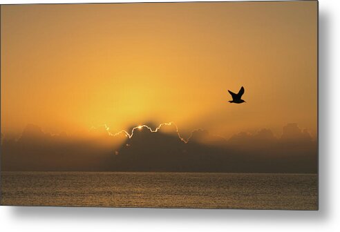 Florida Metal Print featuring the photograph Golden Bird Sunrise Delray Beach Florida by Lawrence S Richardson Jr