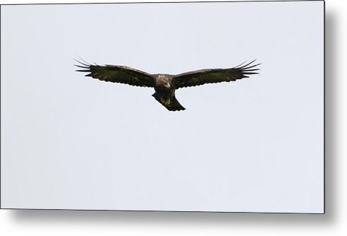 Golden Metal Print featuring the photograph Golden Eagle Soars by Pete Walkden