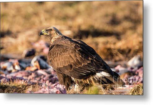 Golden Eagle Metal Print featuring the photograph Golden Eagle's Back by Torbjorn Swenelius