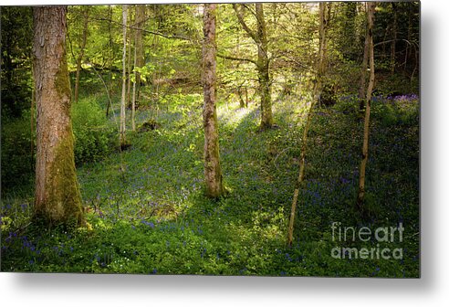 Bolton Abbey Metal Print featuring the photograph Golden hour in the woods by Mariusz Talarek