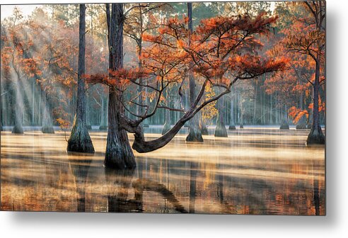 Abstract Metal Print featuring the photograph Golden Light at Cypress Swamp by Alex Mironyuk