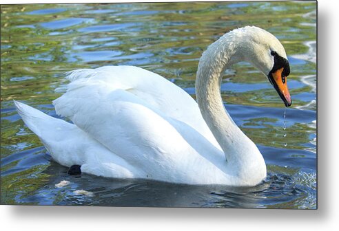 Swan Metal Print featuring the photograph Grace by Holly Ross