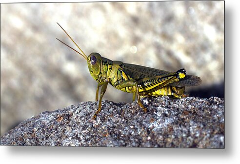 Columbia Md Metal Print featuring the photograph Grasshopper by Joseph Skompski